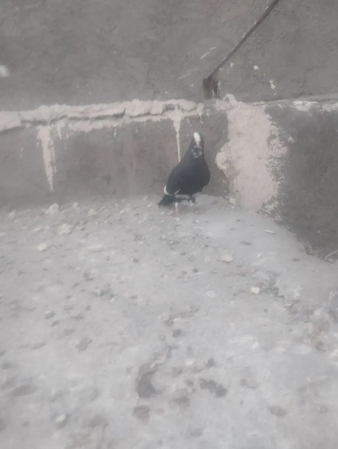 ماده پلنگ|پرنده|کرمان, |دیوار