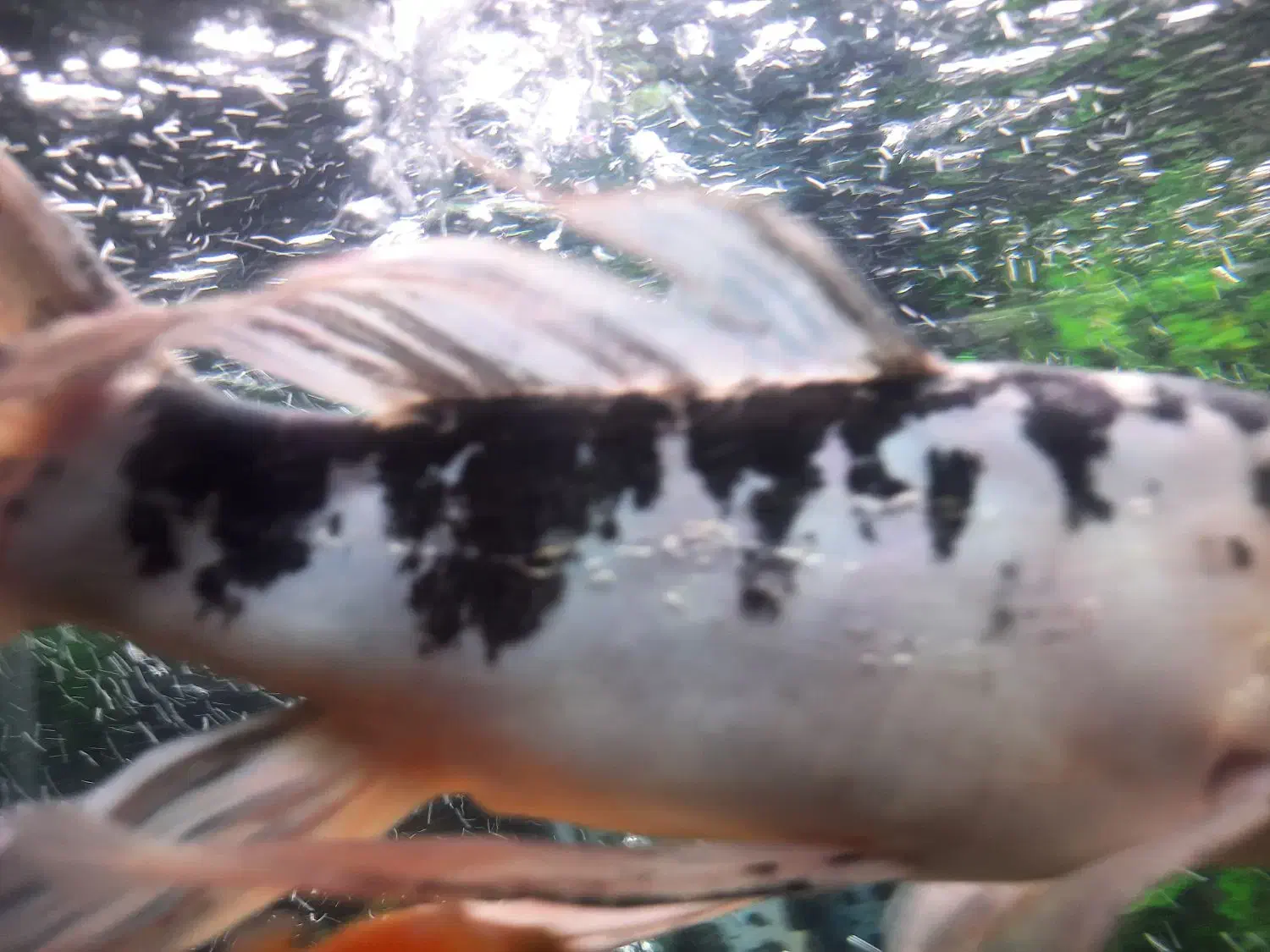 ماهی کوی اصیل|ماهی|ری, دولتآباد|دیوار