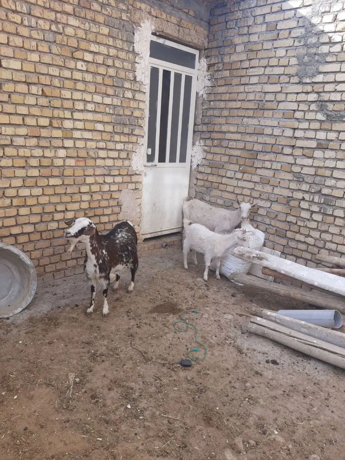 بزفرانسوی|حیوانات مزرعه|اراک, |دیوار