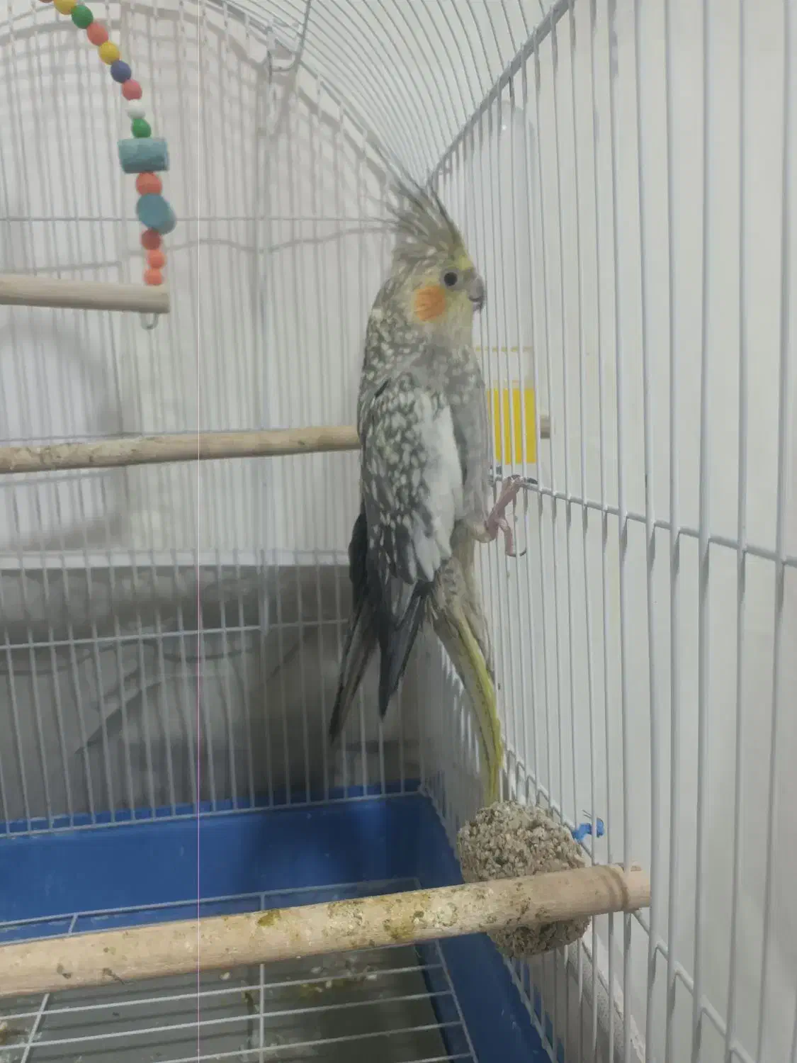 عروس هلندی گل باقالی ماده|پرنده|قنوات, |دیوار