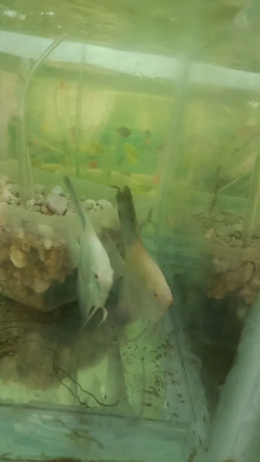 مولد آنجل بلغاری|ماهی|خسروشاه, |دیوار