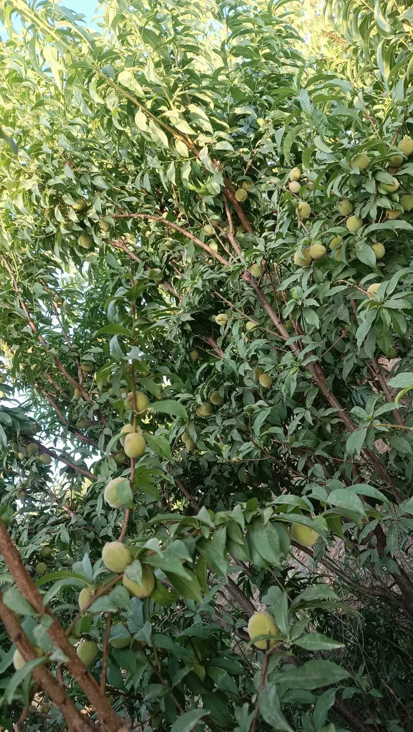 باغ هزار متری چغادون|فروش دفتر صنعتی، کشاورزی، تجاری|دورود, |دیوار