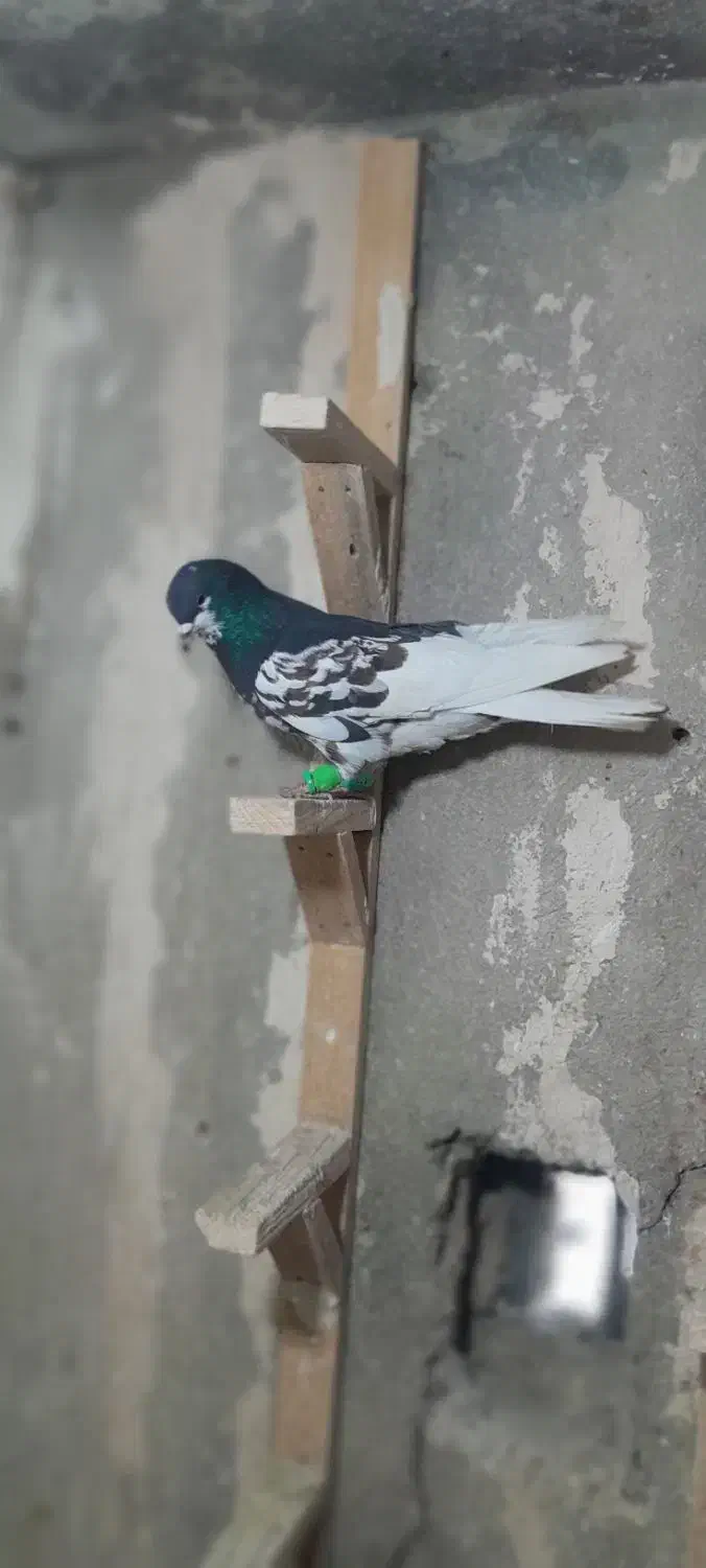 دوتا شهری زرنگ|پرنده|شیراز, کوشک میدان|دیوار