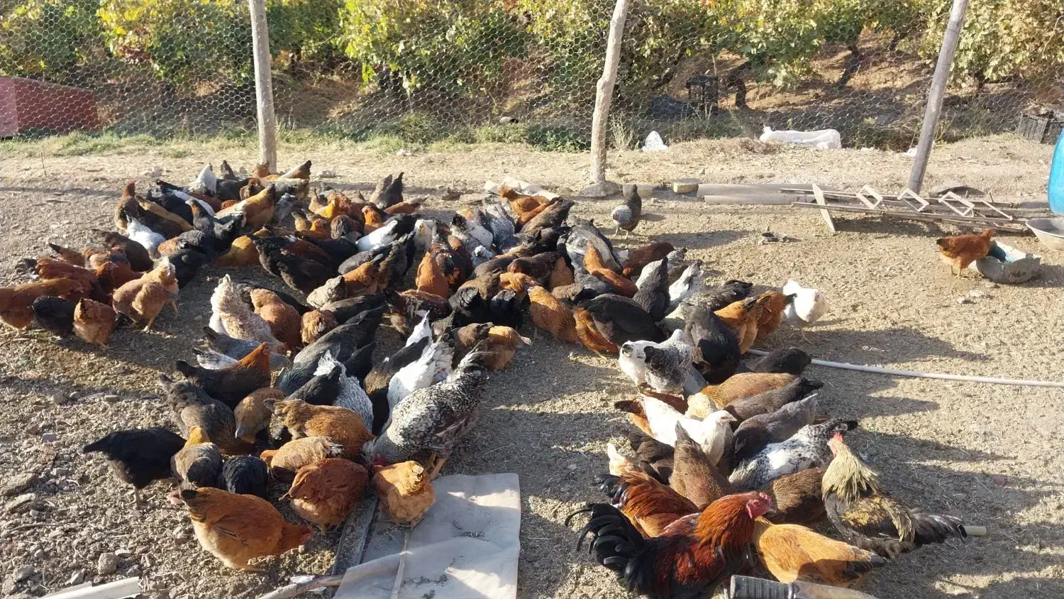 مرغ خروس|حیوانات مزرعه|بیلوار, |دیوار