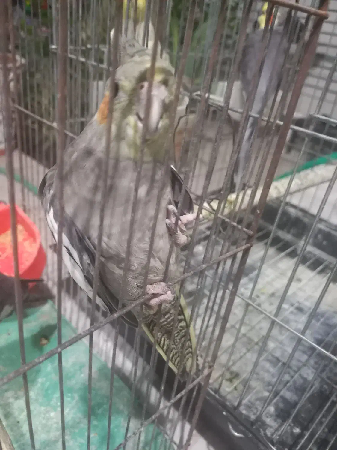 فروش۴عدد عروس هلندی|پرنده|اردکان, |دیوار