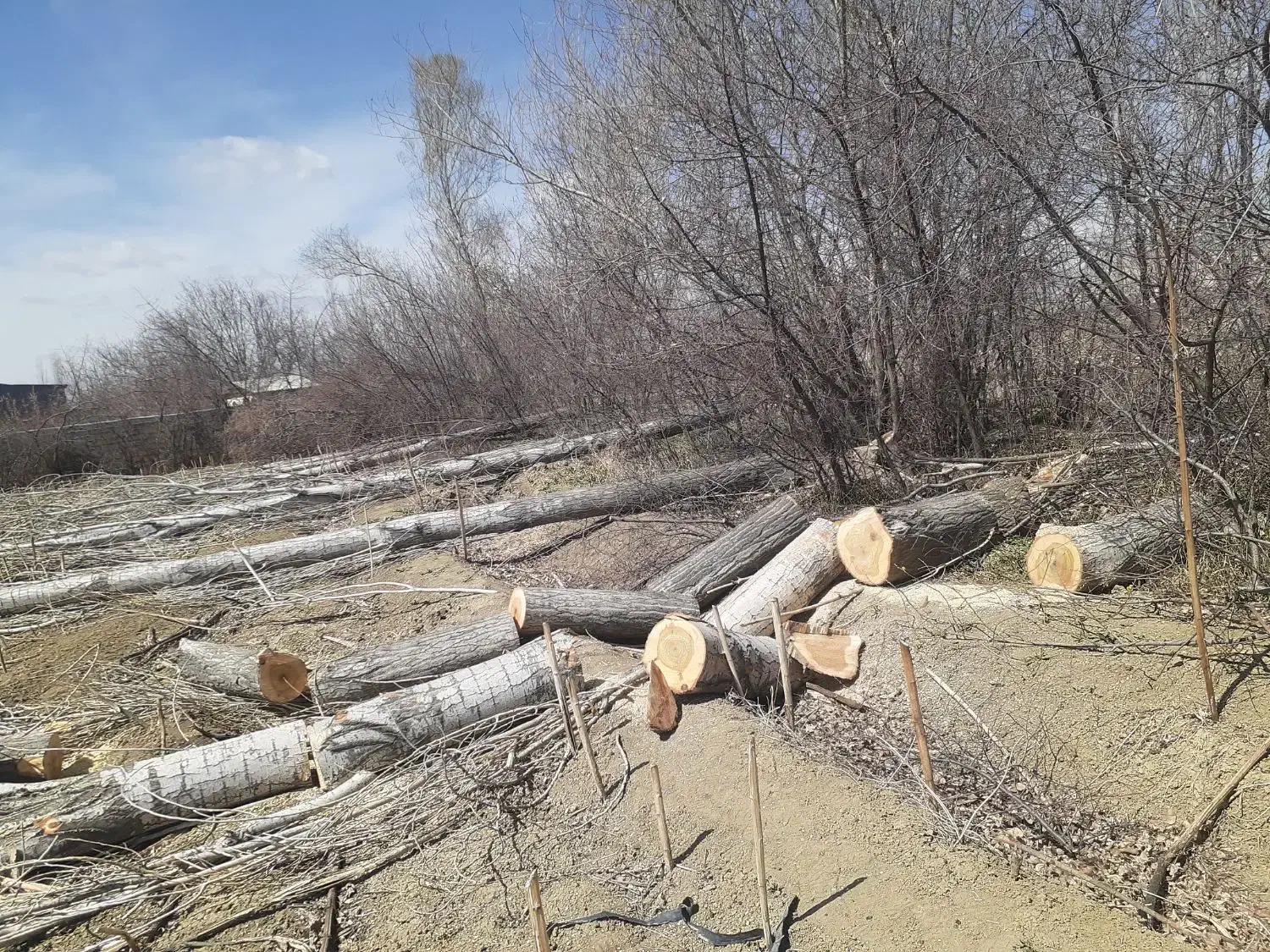 خرید قلمه و چوب|خدمات باغبانی و درختکاری|ارومیه, |دیوار