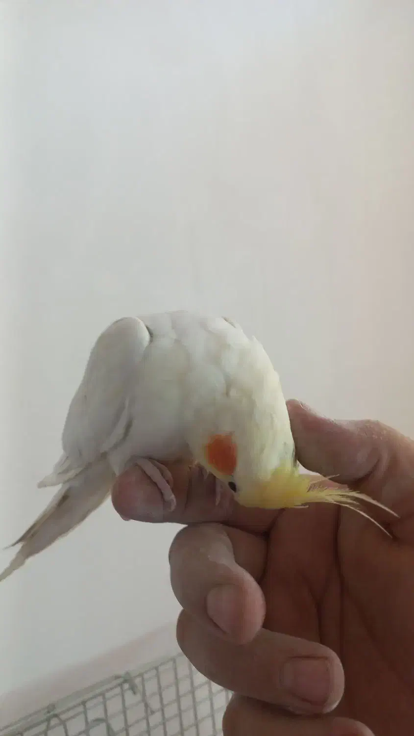 عروس نر|پرنده|فردیس, فرامرزیه|دیوار