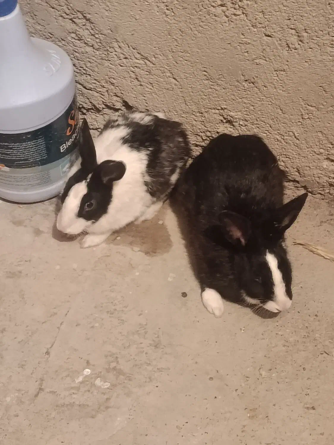 جفت خرگوش|موش و خرگوش|زابل, |دیوار