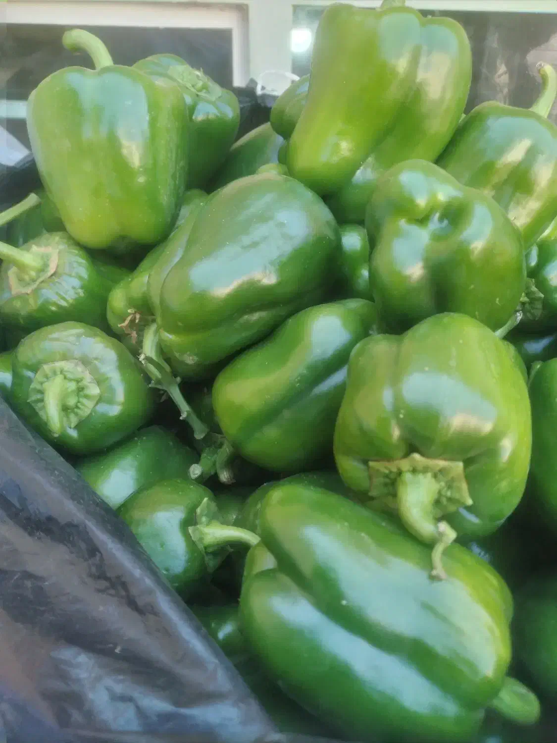 دلمه تازه|عمده‌فروشی|کوهدشت, |دیوار