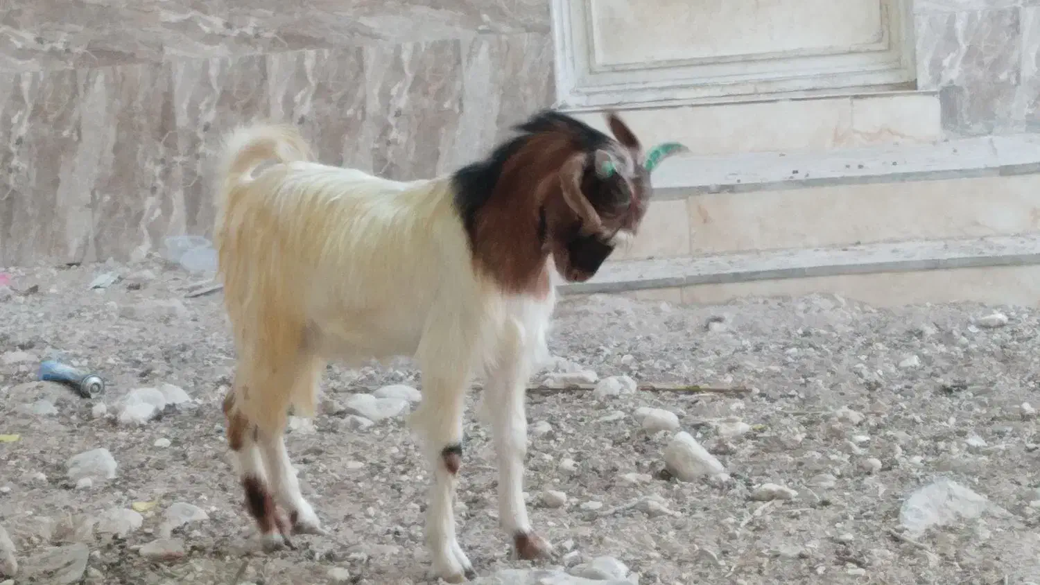 کهره نر|حیوانات مزرعه|بندر کنگان, |دیوار