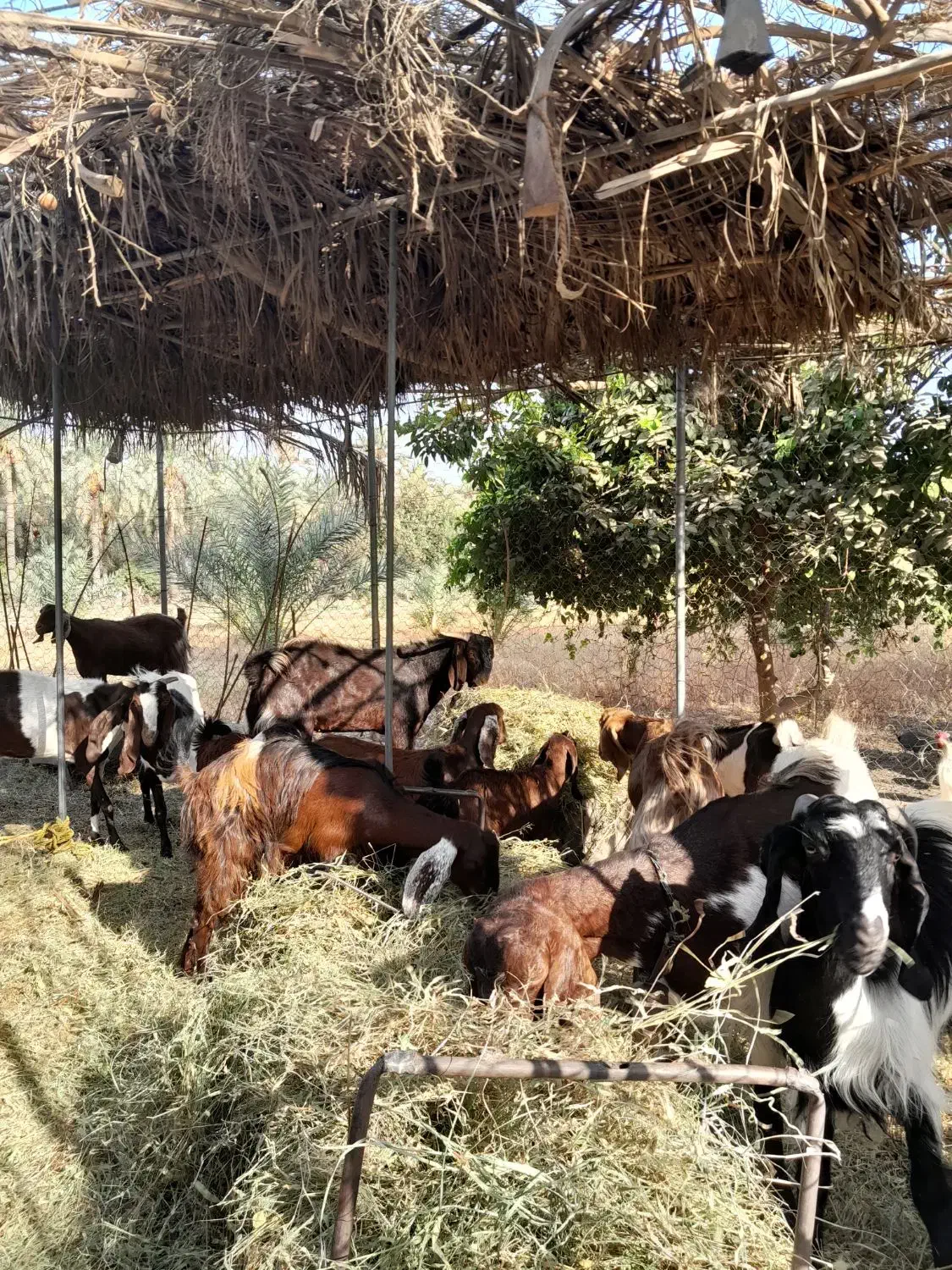 گوسفندپاکستانی|حیوانات مزرعه|جیرفت, |دیوار