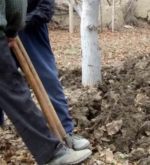 باغبانی حرس واسپار وسم پاشی|خدمات باغبانی و درختکاری|کنگاور, |دیوار