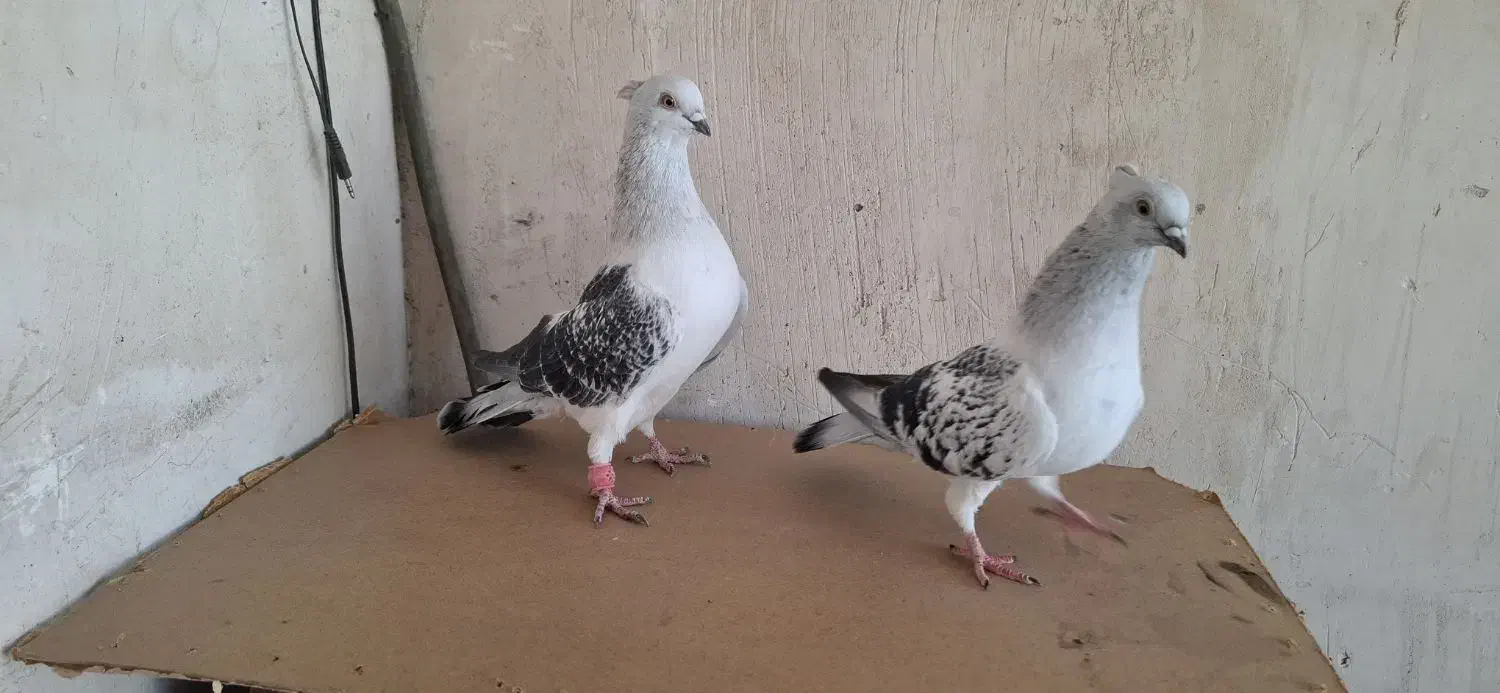 شامی کاکلی|پرنده|مشهد, نیزه|دیوار