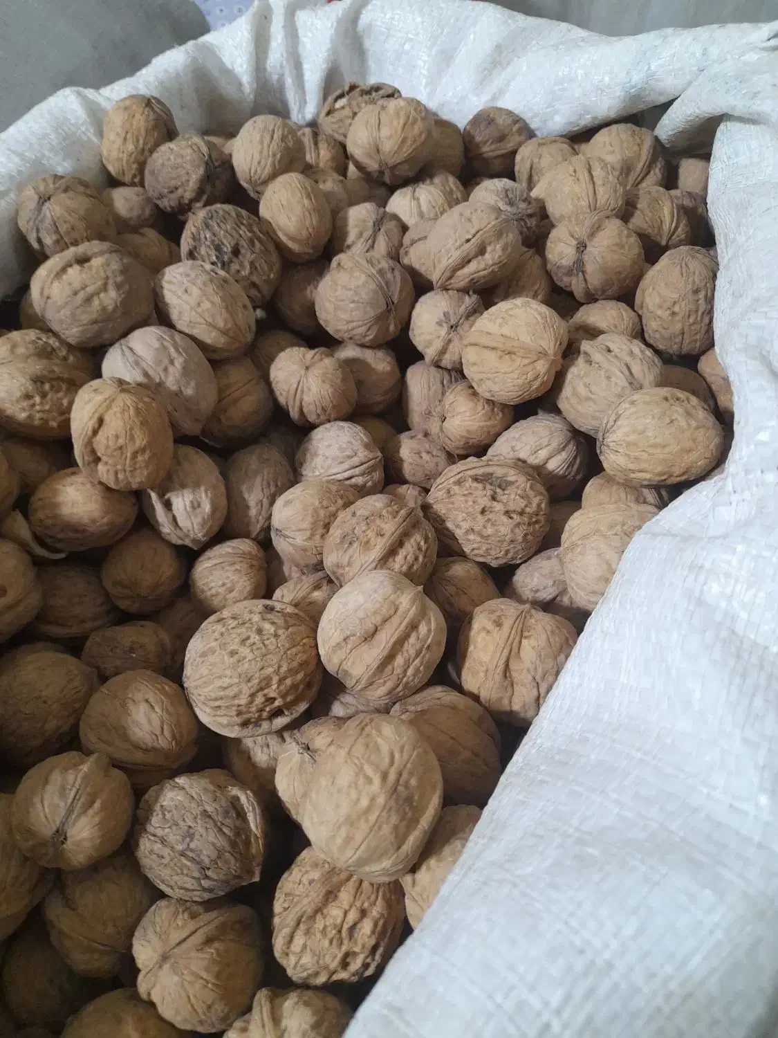 گردو امسالی درجه یک|خوردنی و آشامیدنی|مشهد, حجت|دیوار