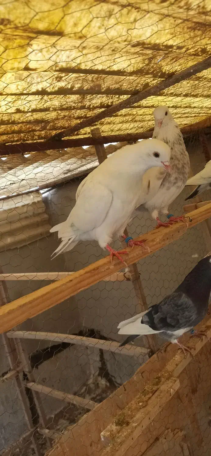 کفتر گمشده|حیوانات|قرچک, شهرک الحدید|دیوار