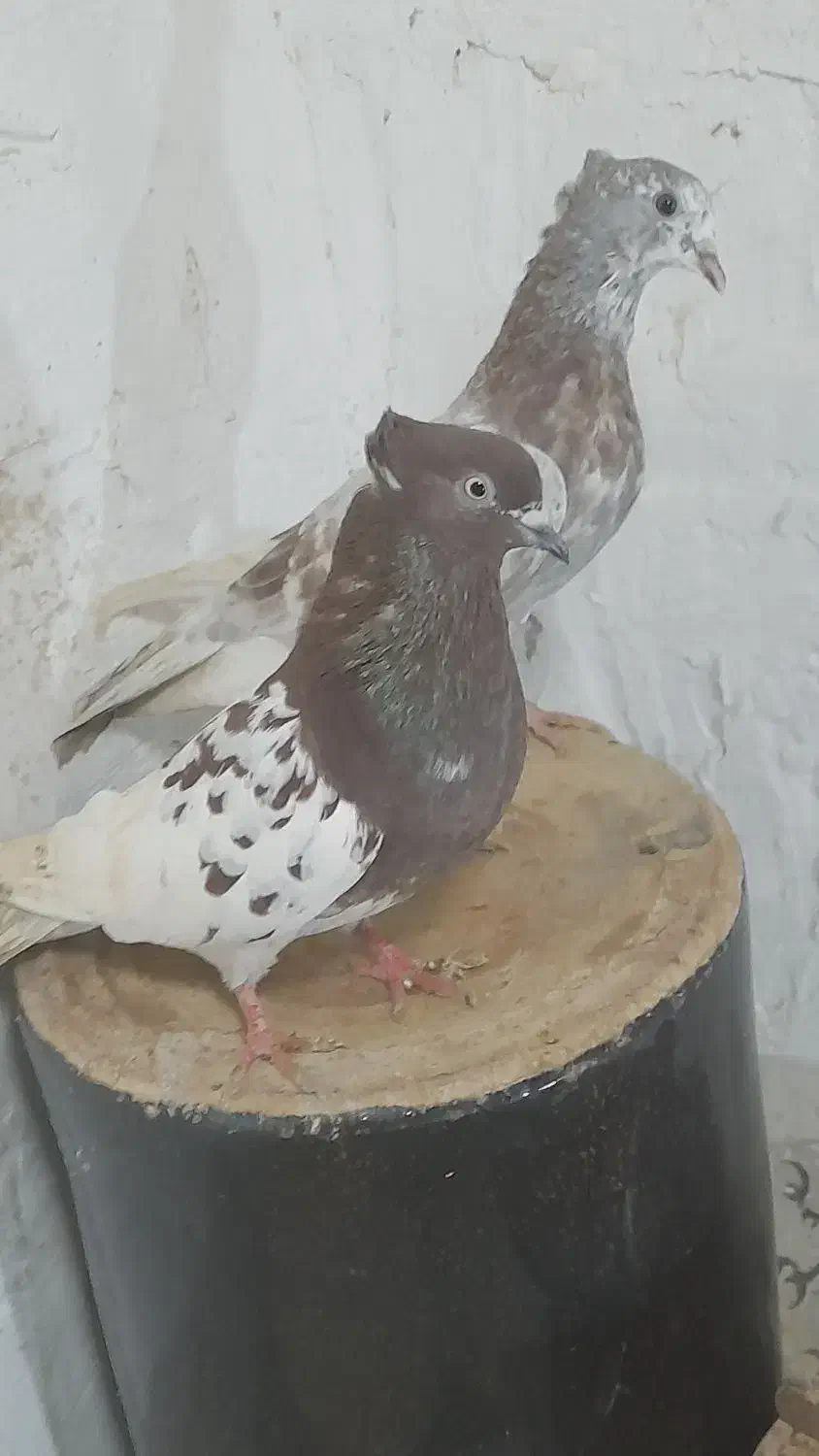 کله سرخ|پرنده|گنبد کاووس, |دیوار