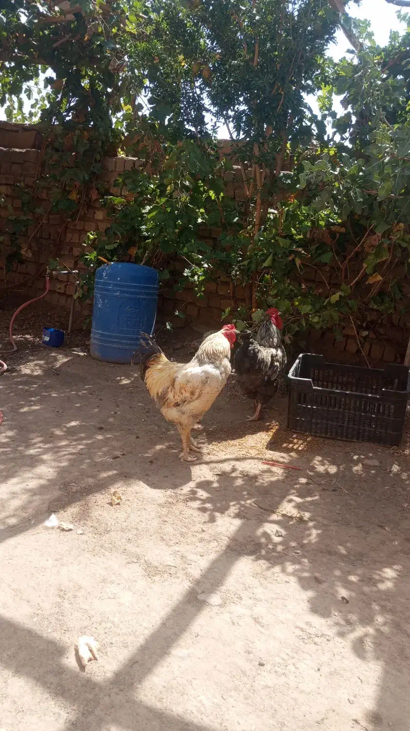 خروس برهما|حیوانات مزرعه|پاکدشت, پاکدشت (مامازند)|دیوار