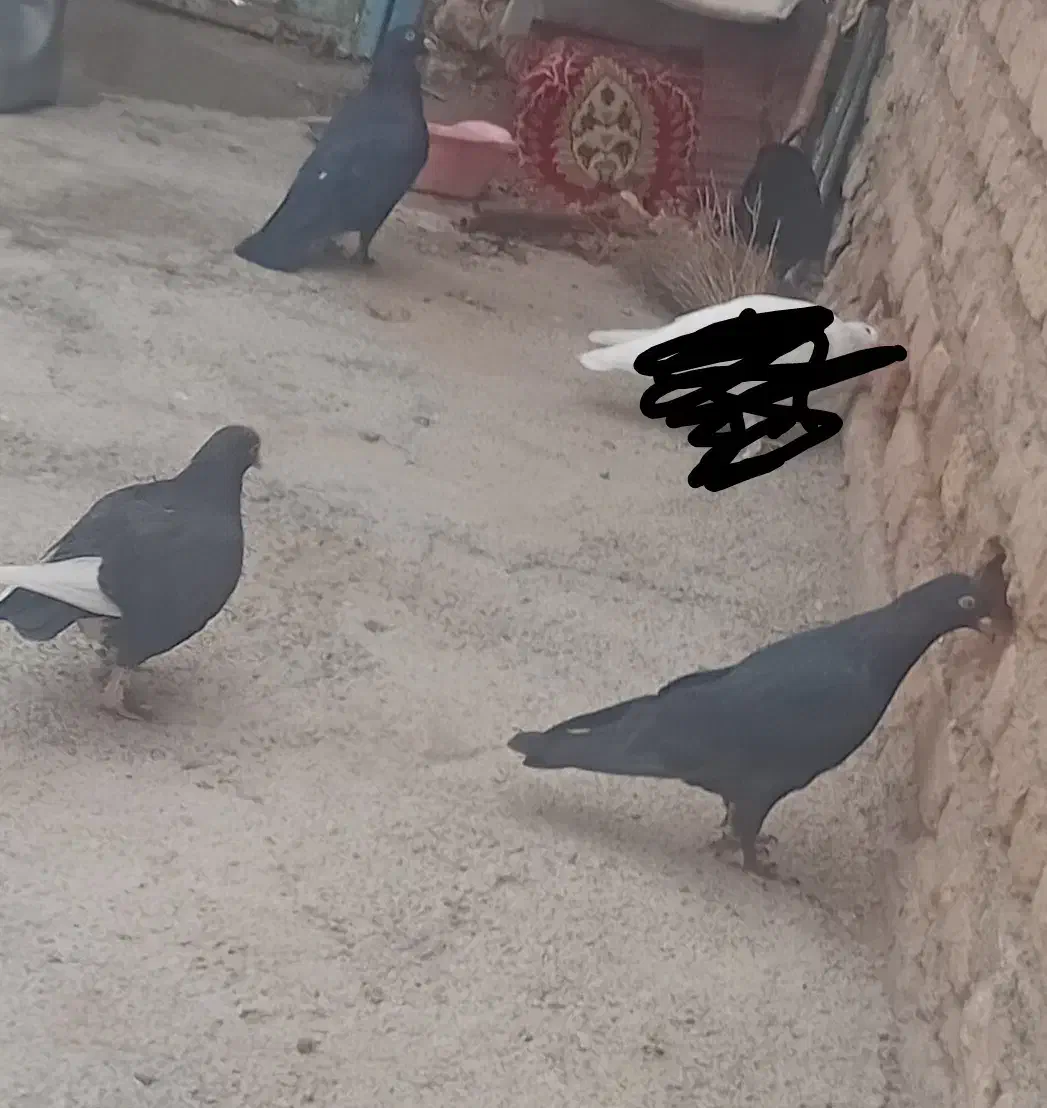 ۳عددکبوتر بفروش میرسد|پرنده|اهر, |دیوار