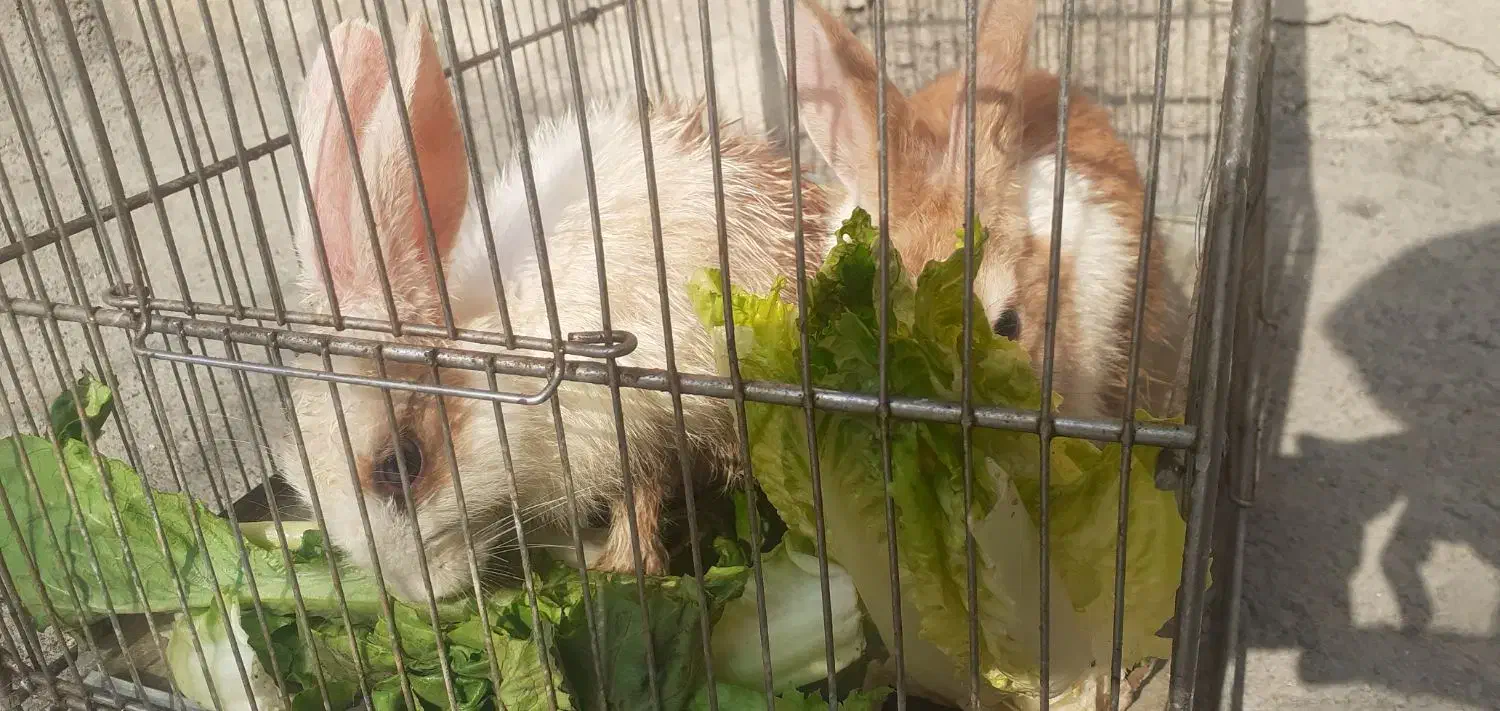 دو تا خرگوش|موش و خرگوش|سنندج, |دیوار