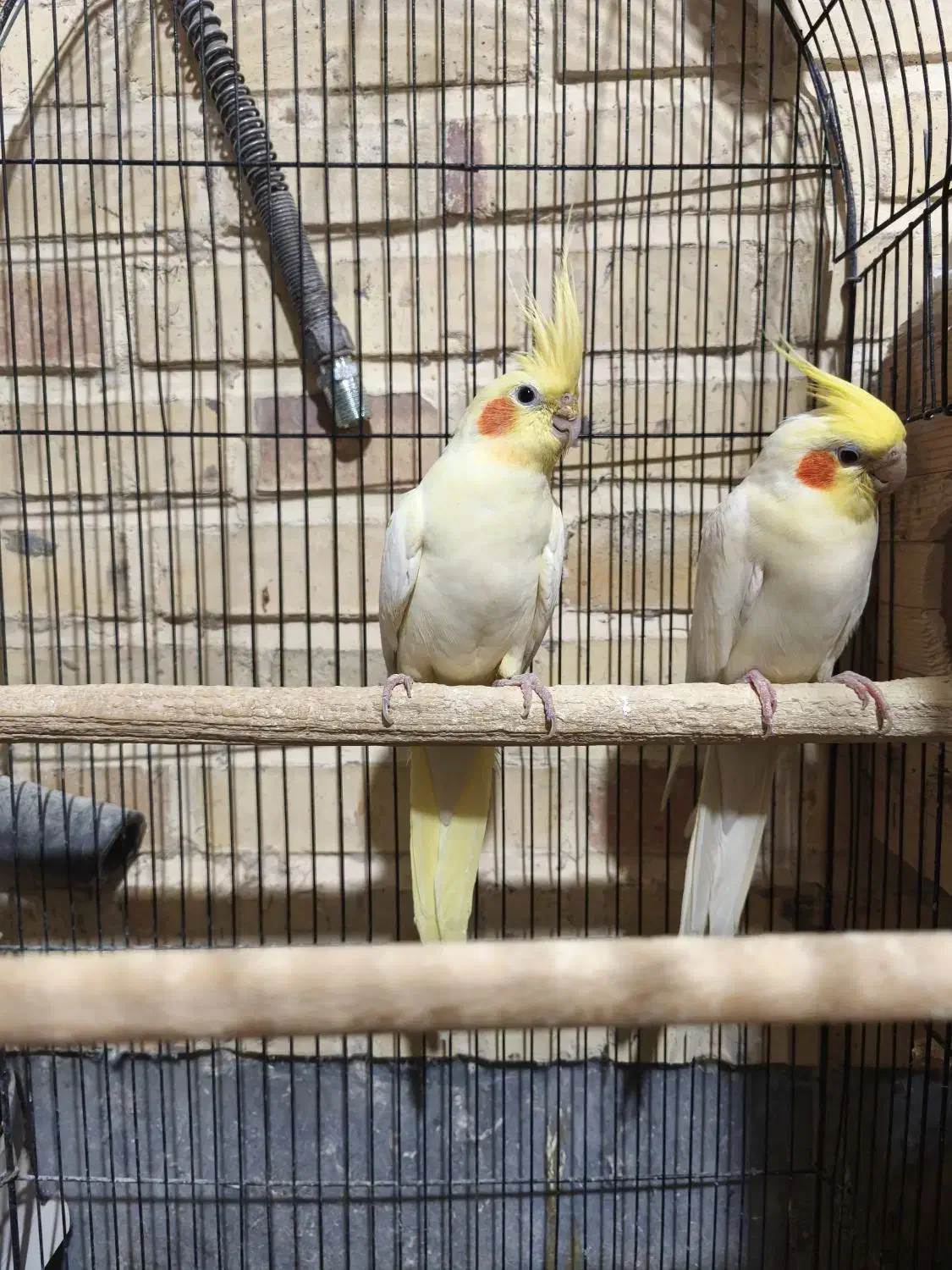 جفت عروس مولد|پرنده|بیرجند, |دیوار