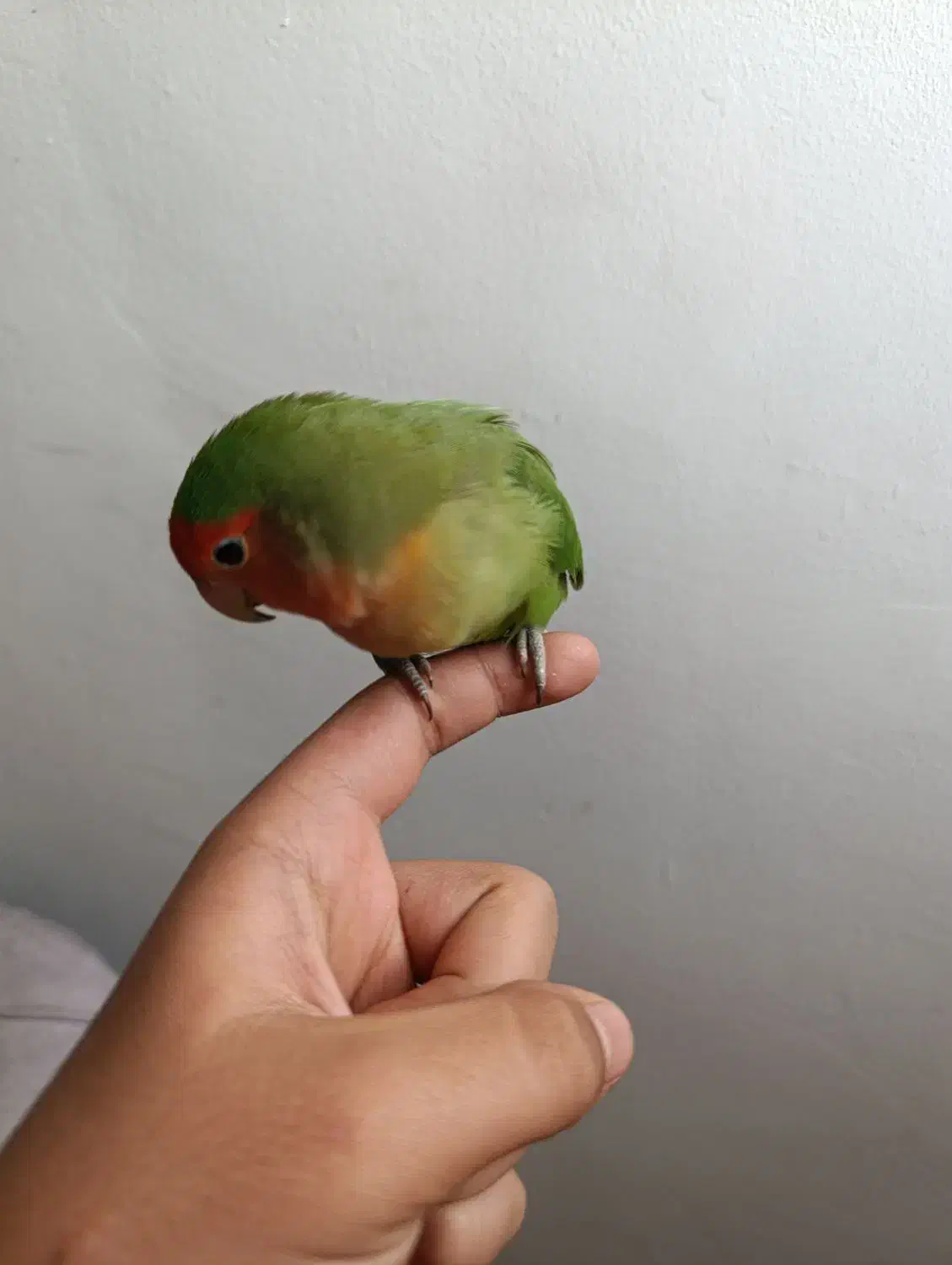 طوطی برزیلی (کوتوله برزیلی) دستی و رام (ماده)|پرنده|کهریزک, |دیوار