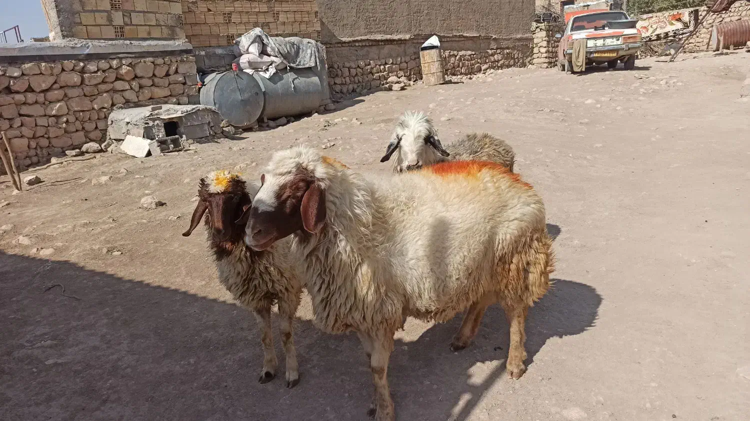 ورن به شرط پرش|حیوانات مزرعه|اسلامآباد غرب, |دیوار