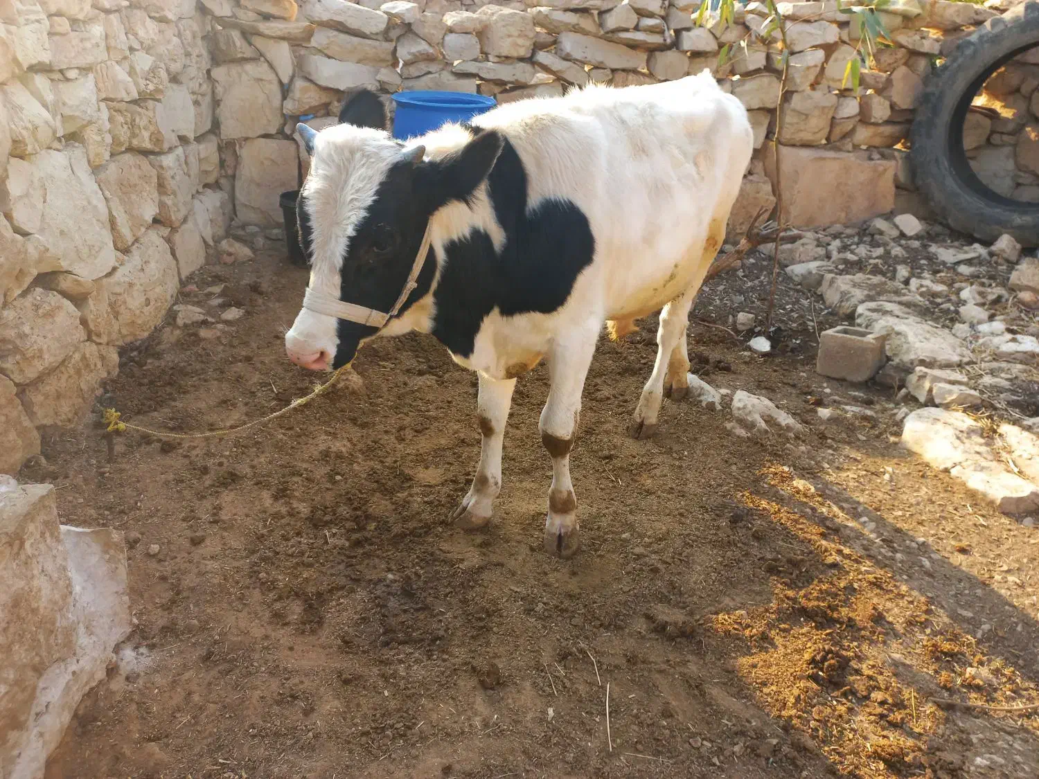 فروش گوساله سیمیتال نر|حیوانات مزرعه|باغ ملک, |دیوار