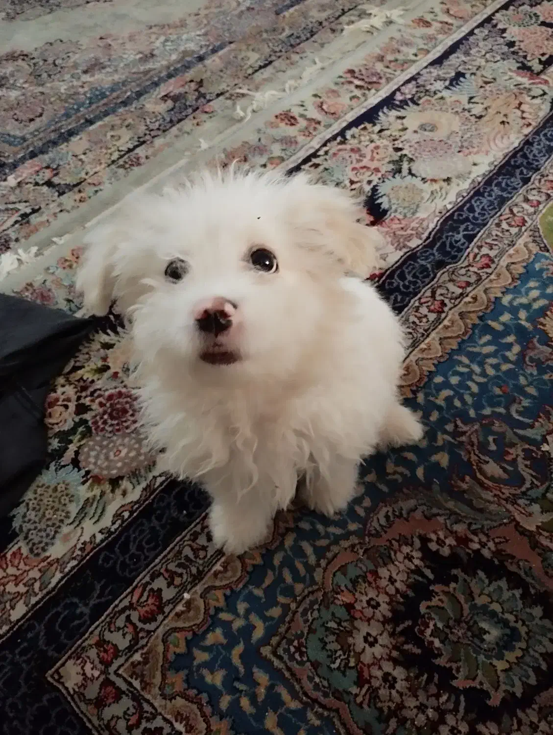 سگ شیتزو|سگ|مشهد, مقدم|دیوار