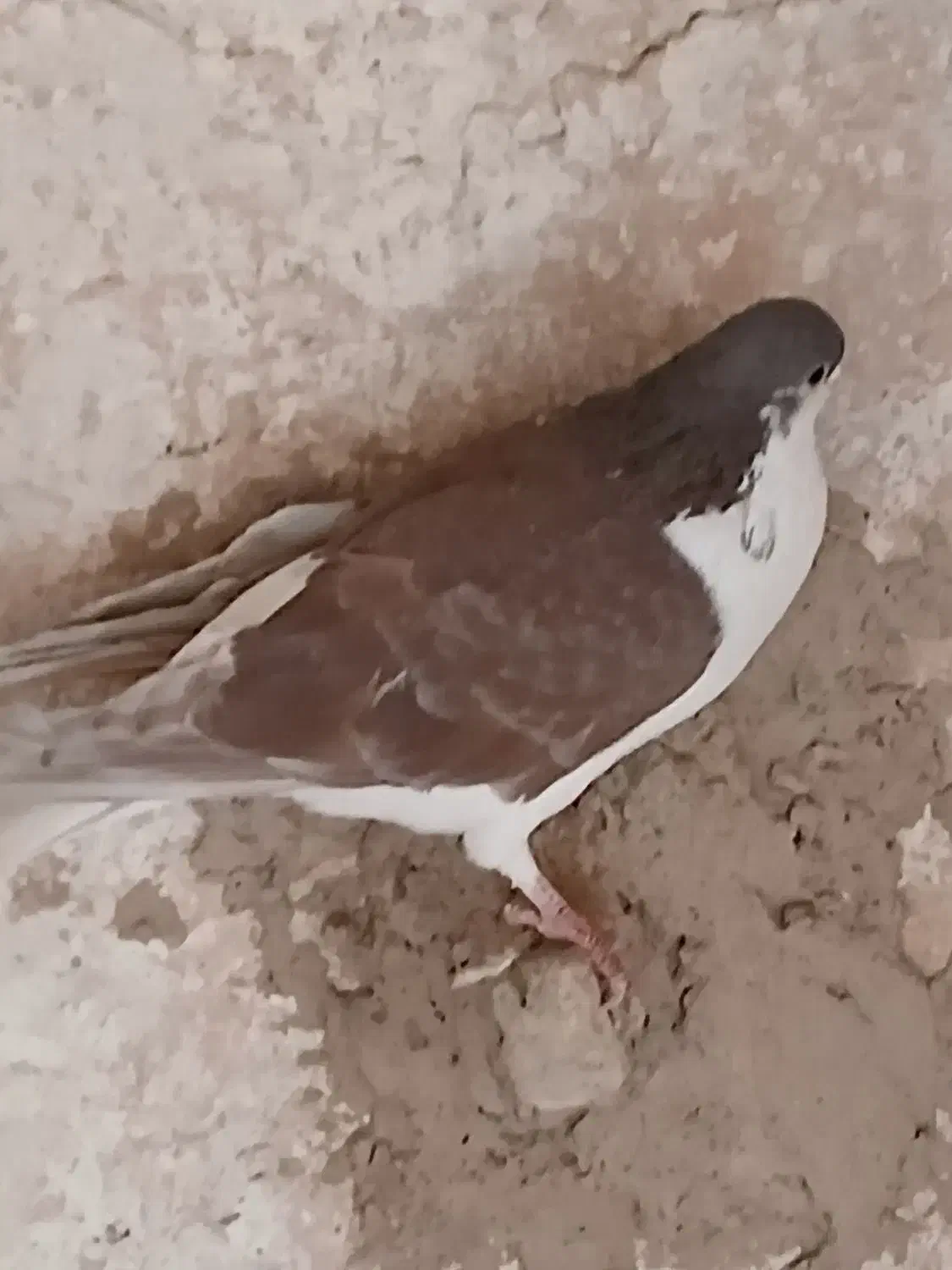 ۲عدد کفتر گرفتنی پرشی|پرنده|سبزوار, فرهنگیان|دیوار