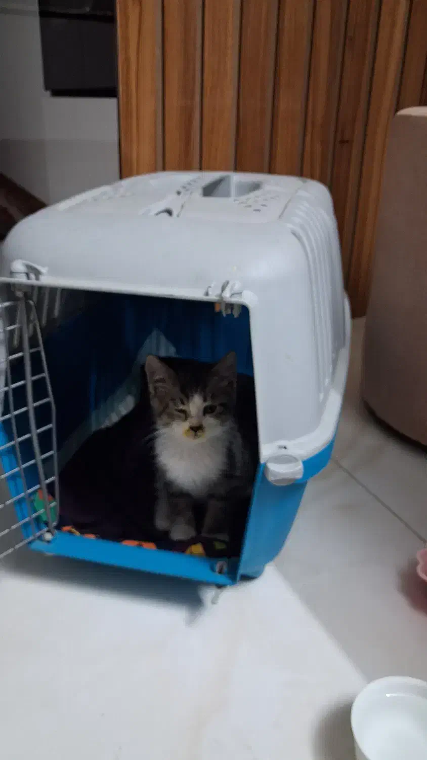 گربه|گربه|اصفهان, پرتمان|دیوار