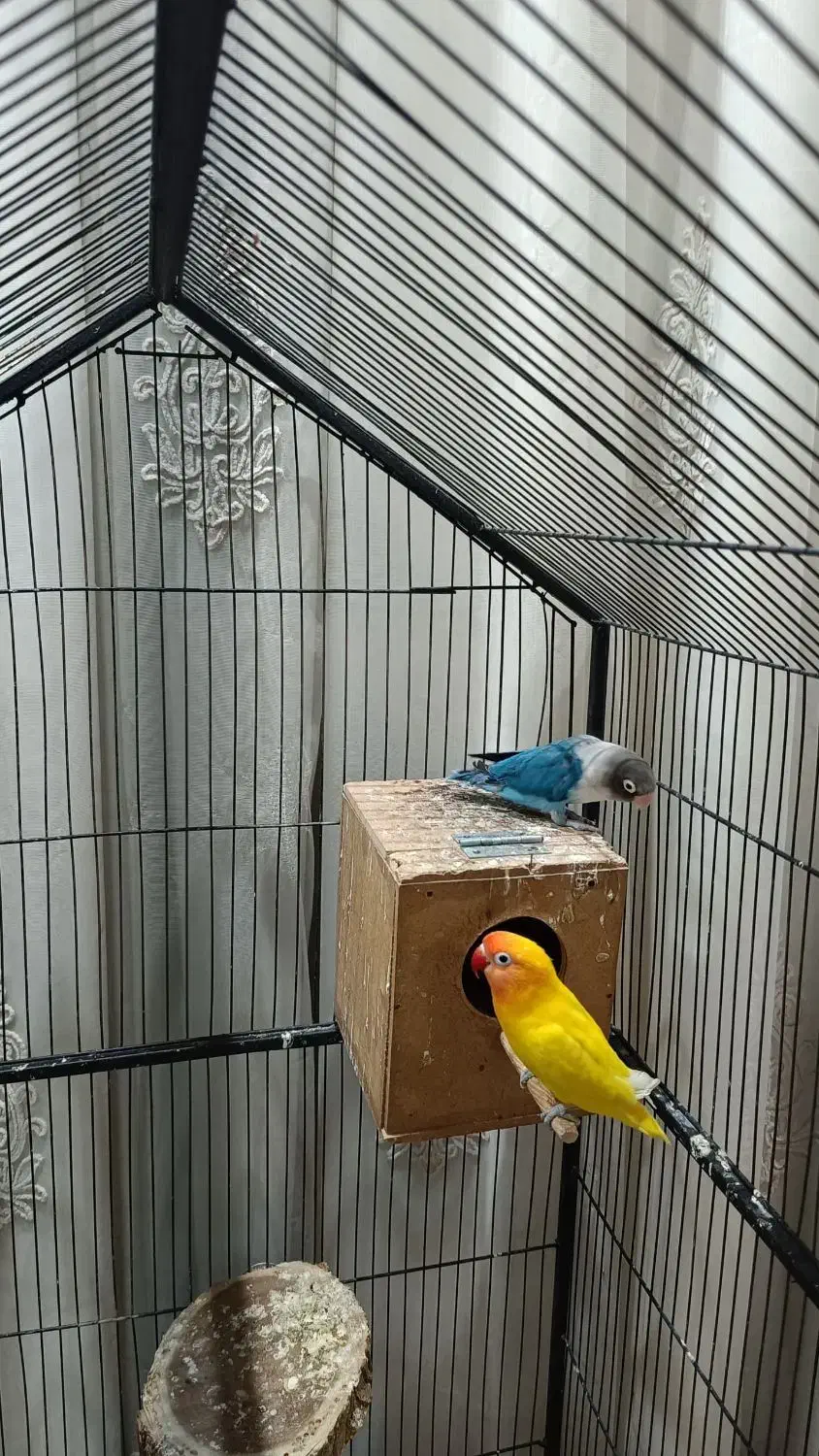 ۲ جفت کوتوله با جوجه یک جفت زرد یک جفت آبی کاربنی|پرنده|شاهین‌شهر, گزبرخوار|دیوار