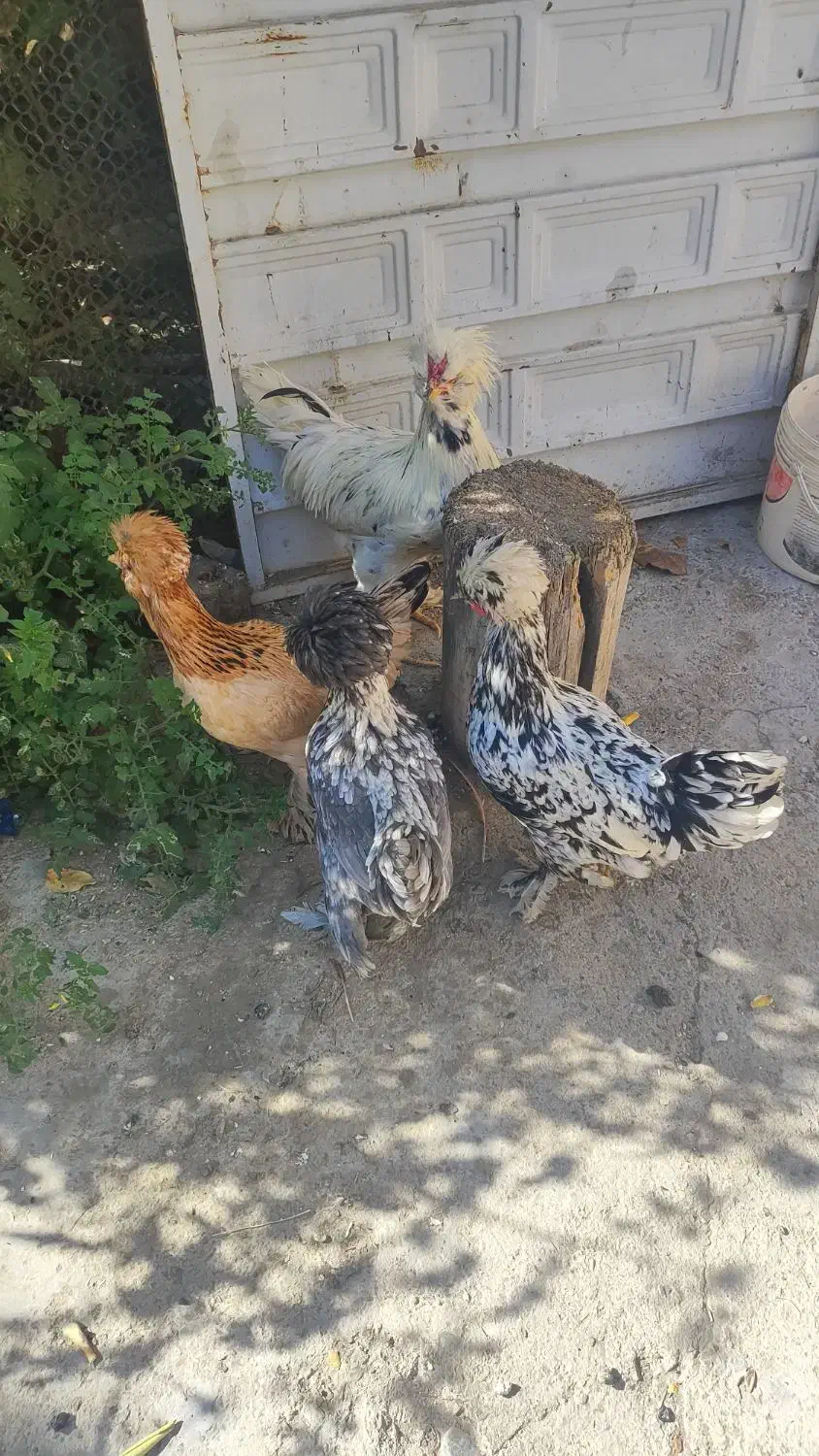 مرغ و خروس سلطان|حیوانات مزرعه|ملایر, |دیوار