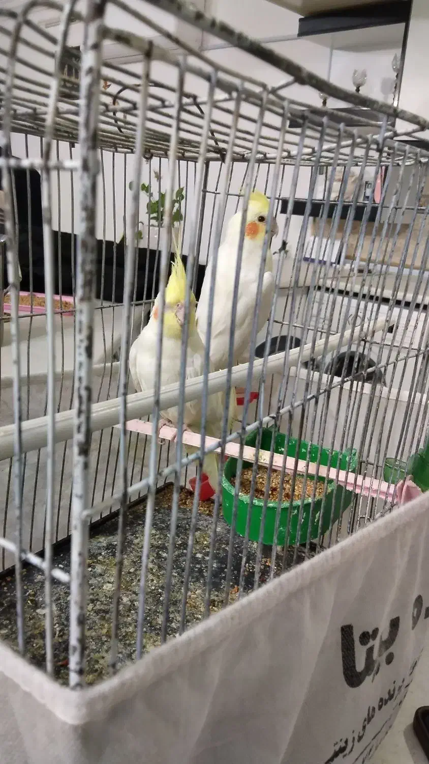 عروس هلندی|پرنده|آران و بیدگل, |دیوار