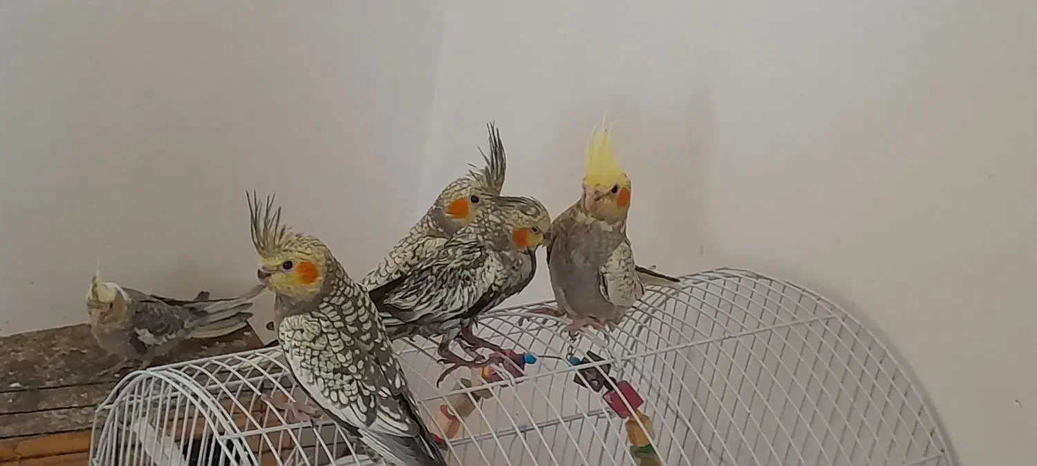 عروس هلندی|پرنده|مهران (ایلام), |دیوار