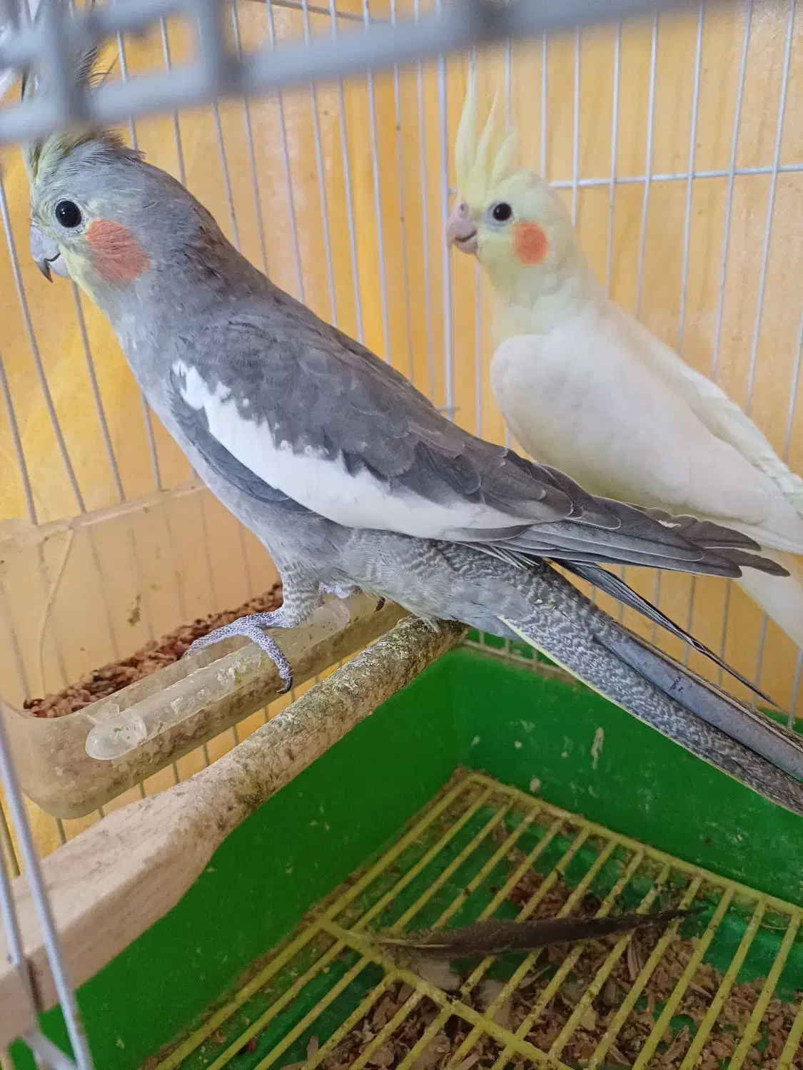 عروس هلندی|پرنده|مبارکه, |دیوار