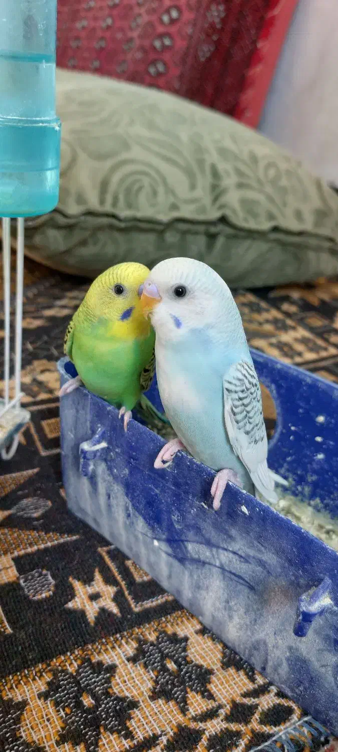 مرغ عشق|پرنده|مشهد, ثامن|دیوار