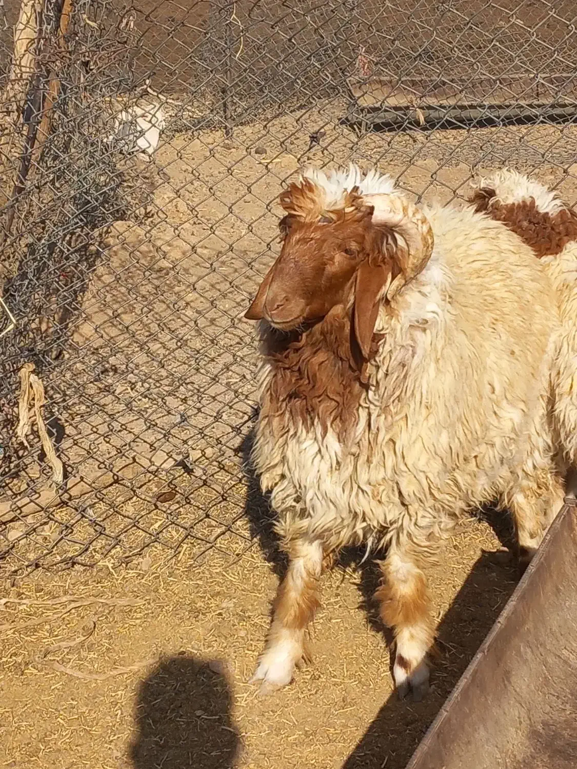 بره قورچ داشتی|حیوانات مزرعه|فیروزآباد (لرستان), |دیوار