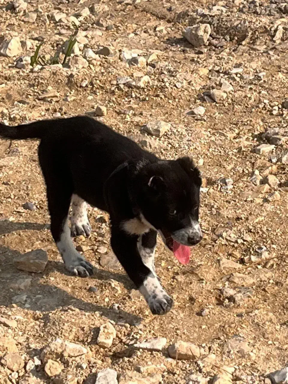 سگ سراب|سگ|قائم‌شهر, |دیوار