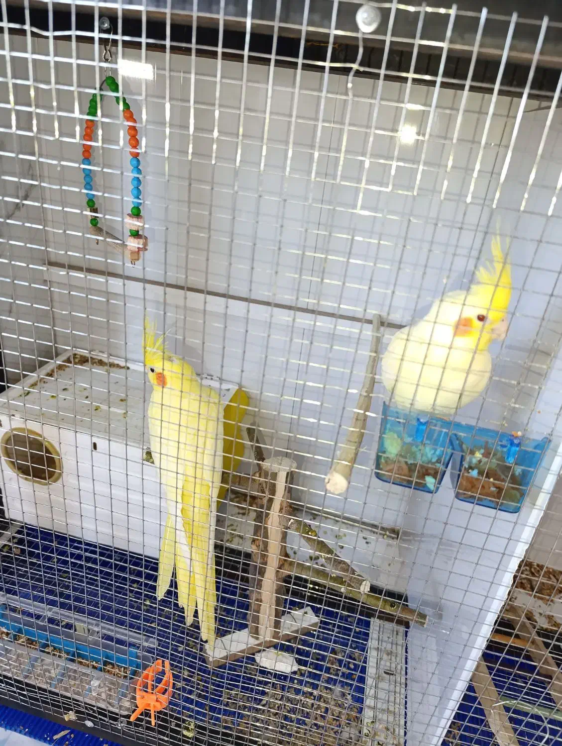 طوطی عروس هلندی .|پرنده|سنندج, |دیوار