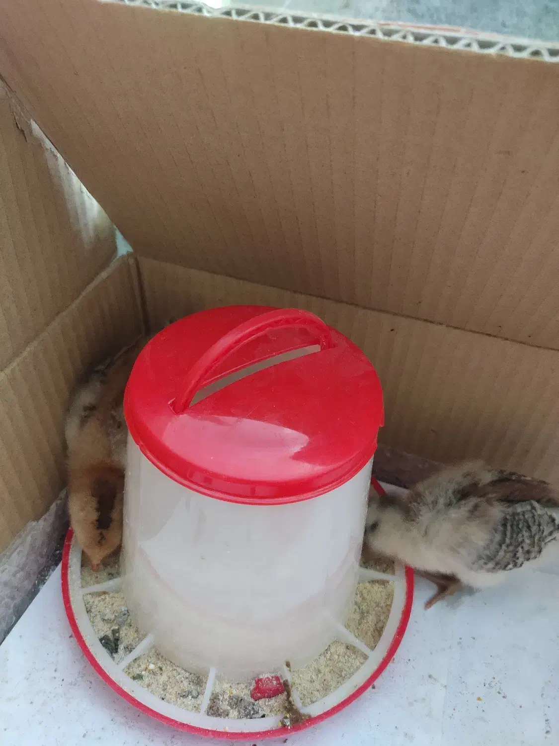 آبخوری و دونخوری بزرگ|حیوانات مزرعه|تهران, پاسداران|دیوار