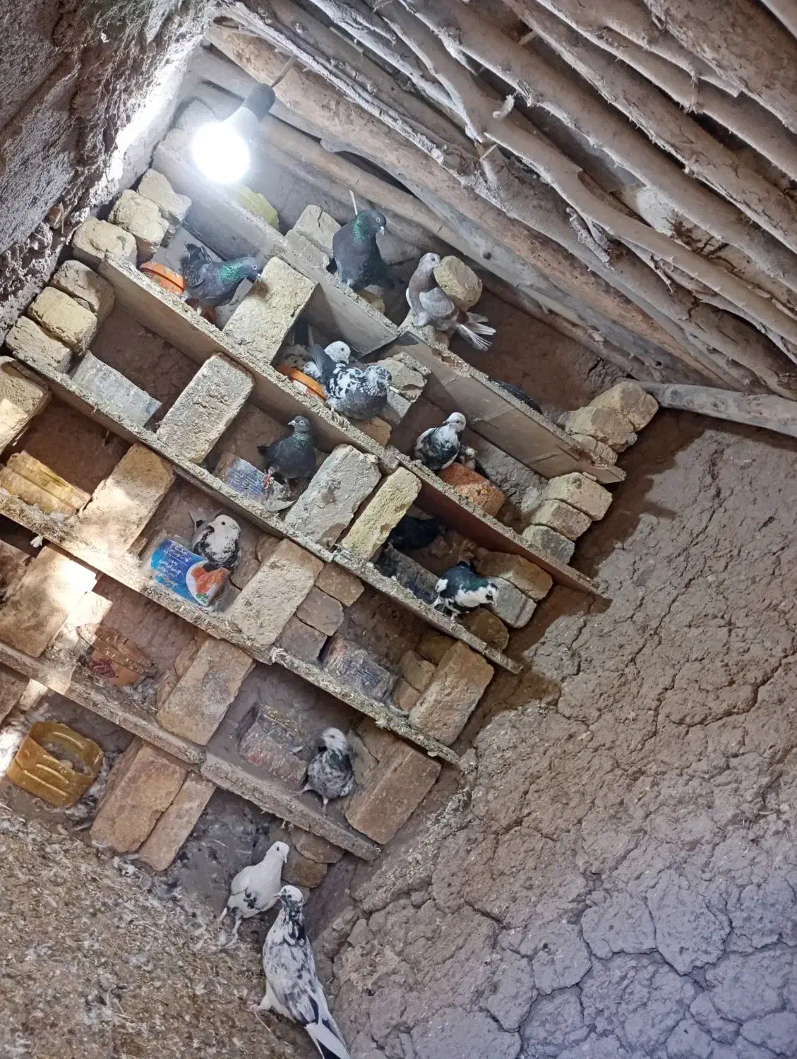 کبوتر پرشی|پرنده|قره پشتلو, |دیوار