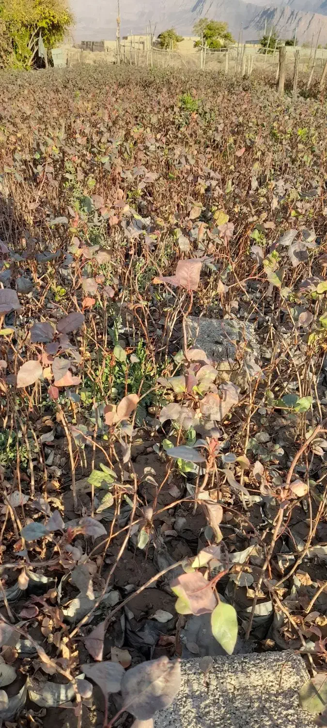 نهال پسته بادامی ریز زرندی|گل و گیاه طبیعی|ماهان, |دیوار