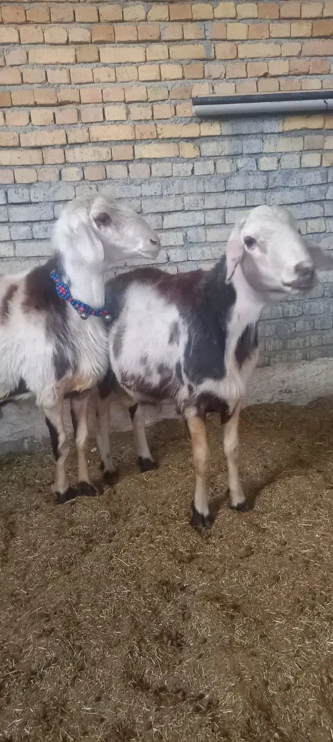 دوعدد قورچ پلنگی بره هاساله گذشته نژادخوب|حیوانات مزرعه|خنداب, |دیوار