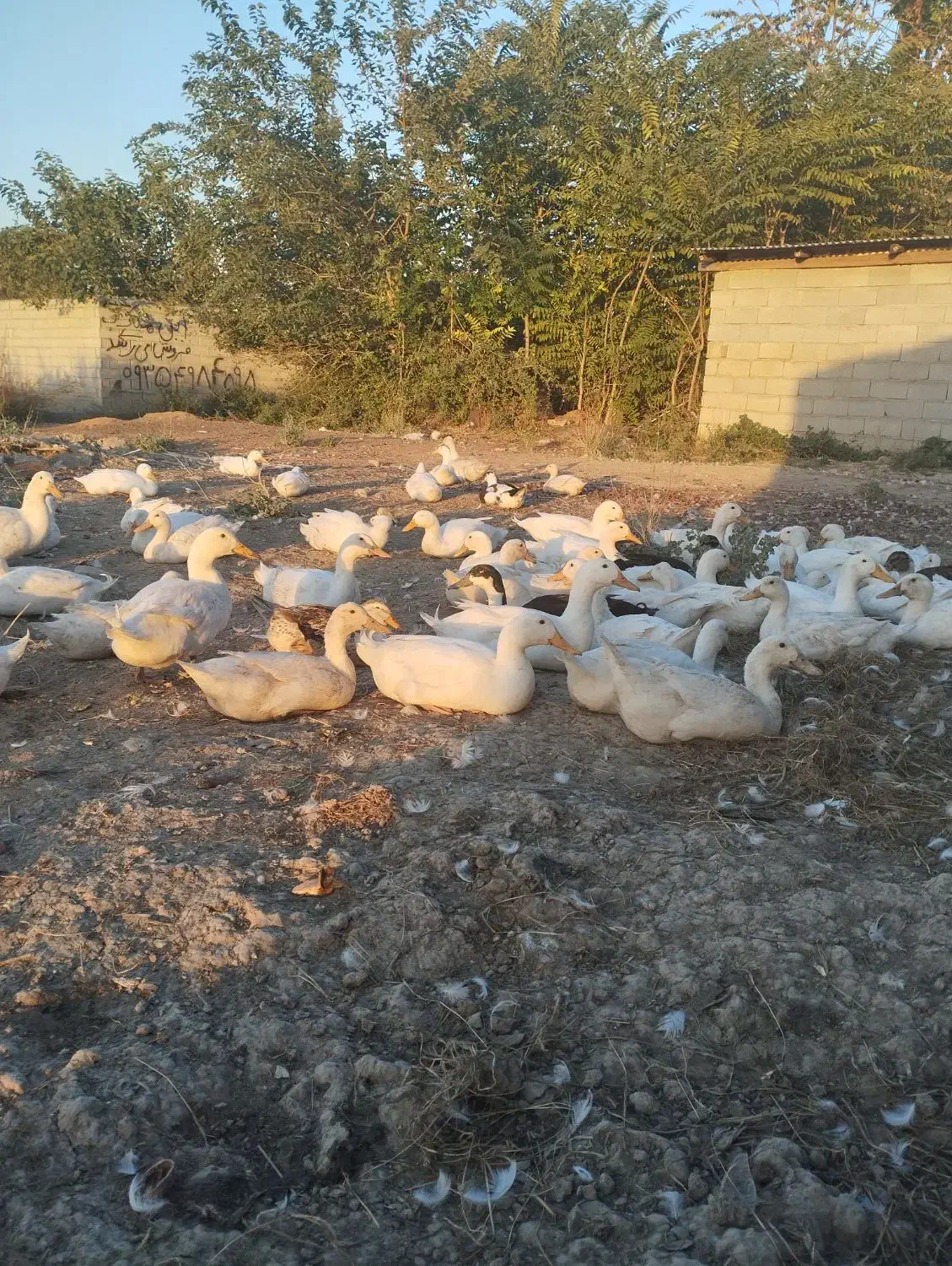 ۸۰عدد اردک پکنی تخم گذار|حیوانات مزرعه|گرگان, |دیوار