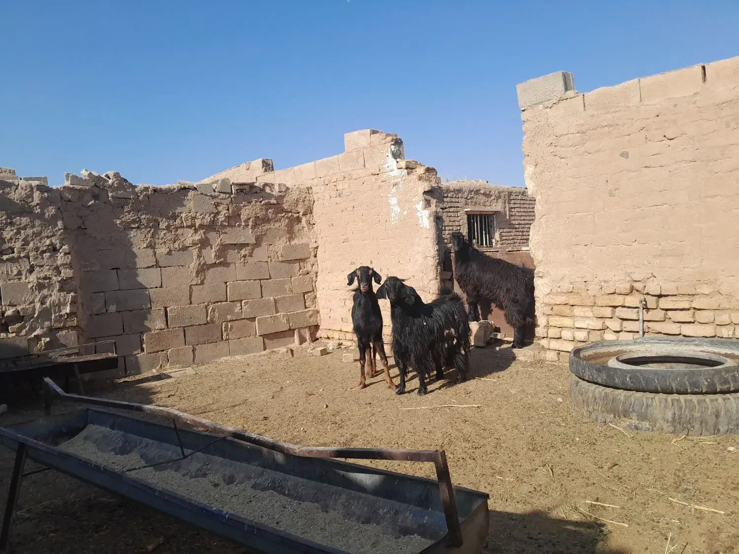 دوراس بز زاییده چاق بزغاله درشت|حیوانات مزرعه|یونسی, |دیوار