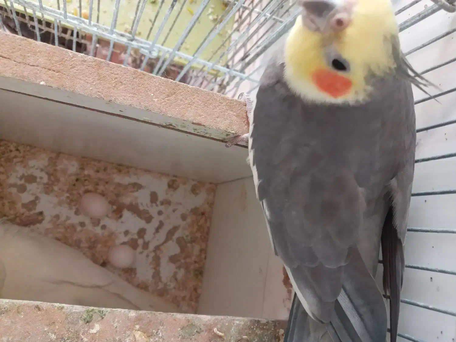 عروس هلندی|پرنده|اصفهان, فجر|دیوار