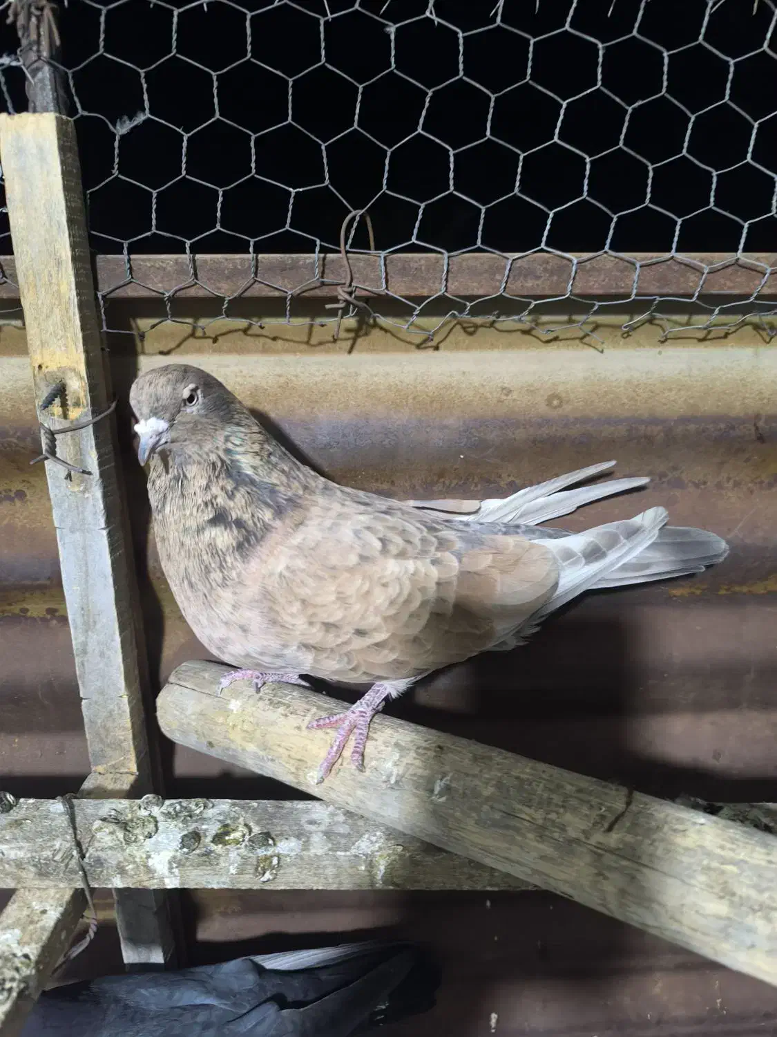 کله ای موش تلای|پرنده|هندیجان, |دیوار