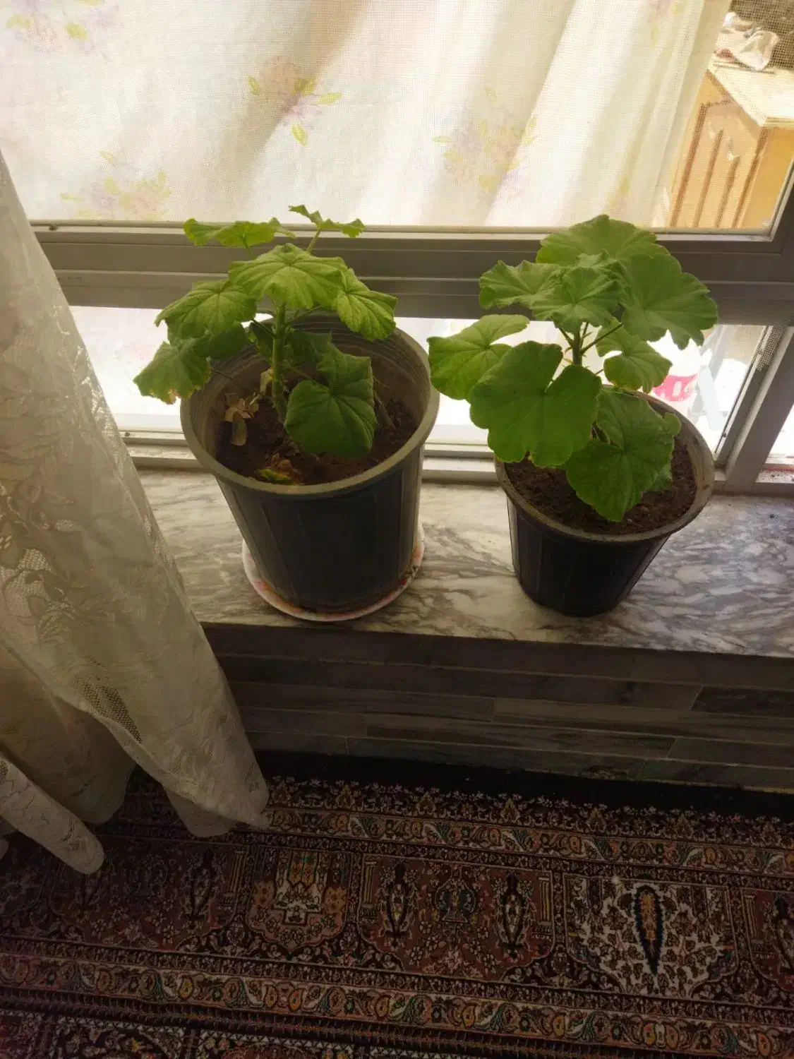 شمعدانی هلندی|گل و گیاه طبیعی|فولادشهر, فولادشهر|دیوار