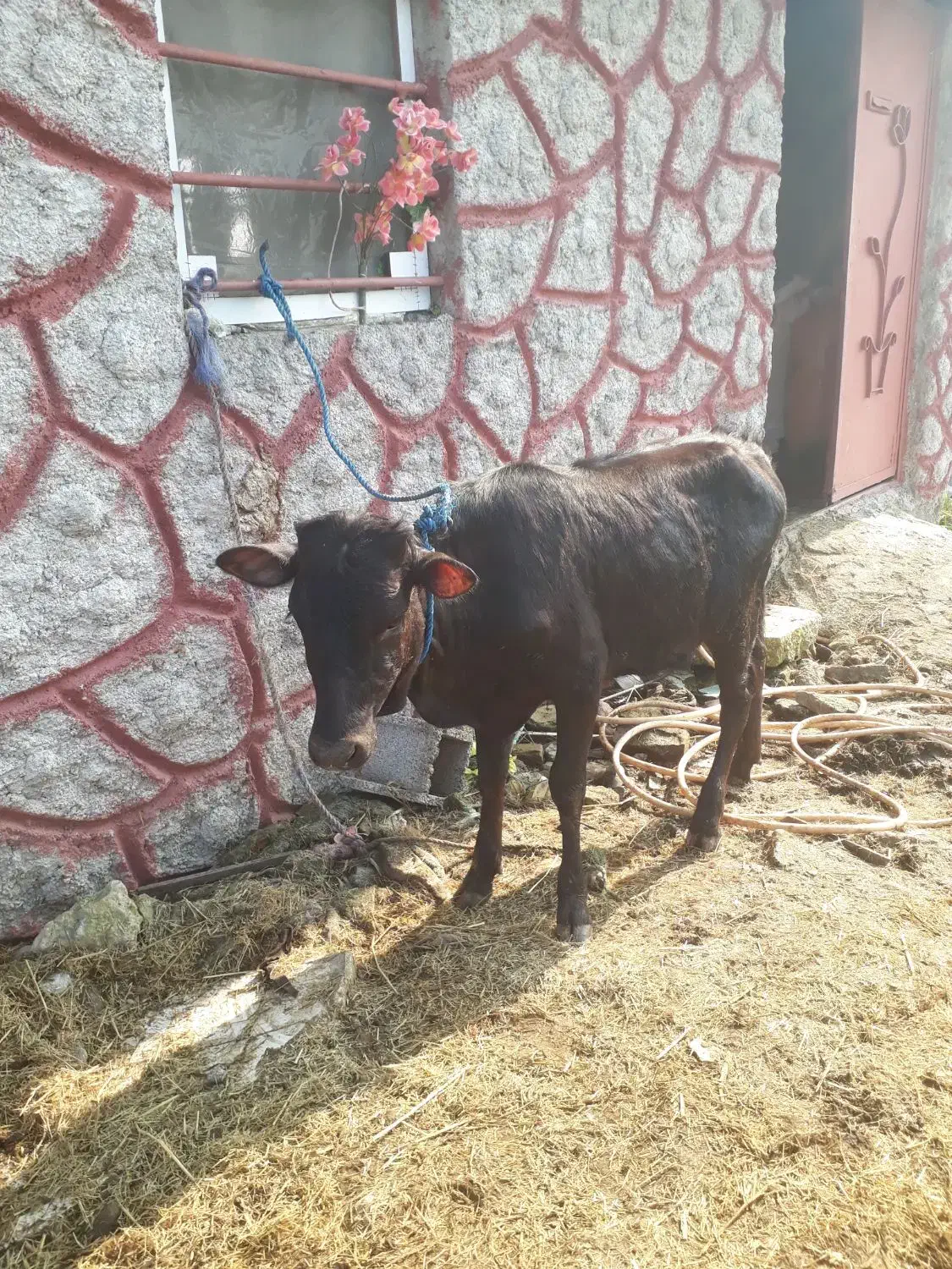 ۳راس لیشه دورگ چالوسی         گاو ورزا|حیوانات مزرعه|رشت, حومه رشت|دیوار