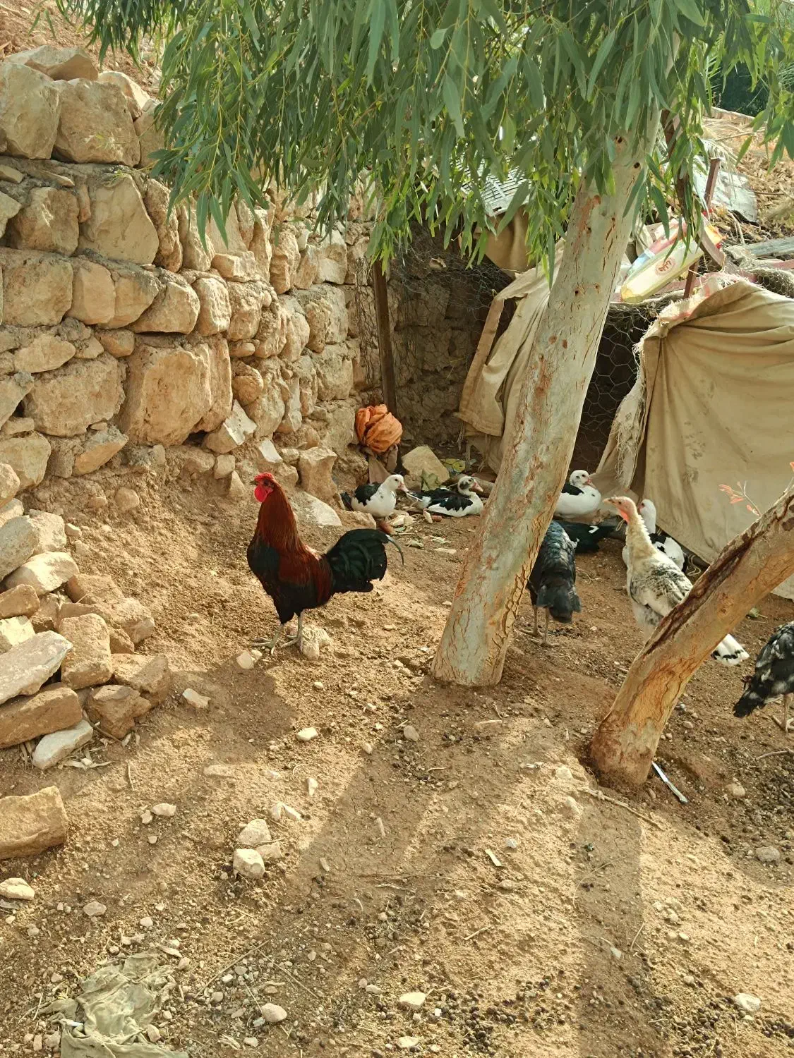 دو عدد خروس کُردی|حیوانات مزرعه|سرپل ذهاب, |دیوار